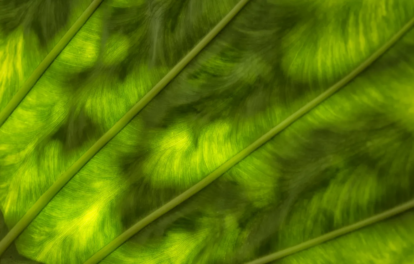 Photo wallpaper greens, sheet, color, texture