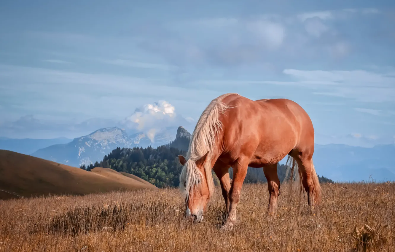 Photo wallpaper field, the sky, mountains, nature, horse, horse, grazing