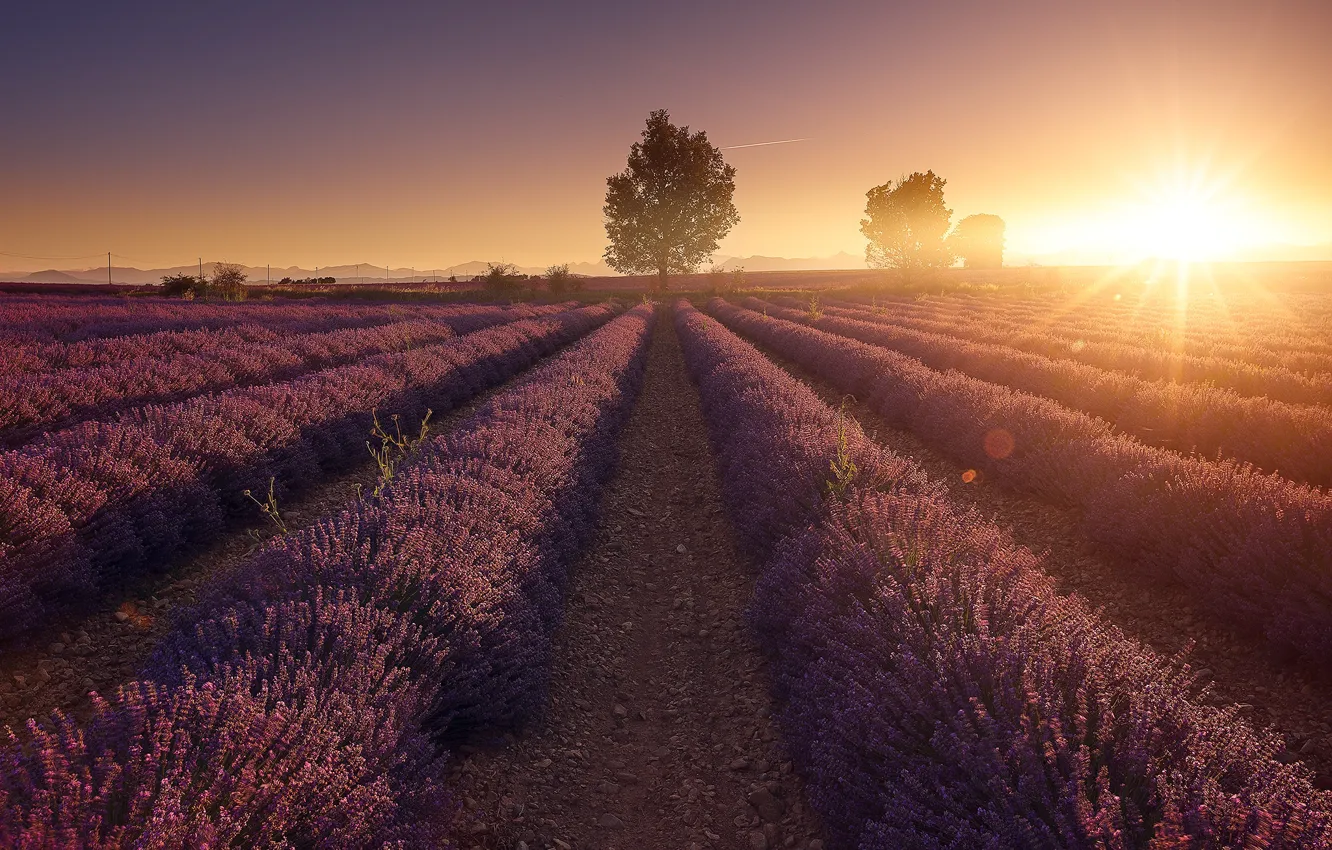Photo wallpaper field, the sky, the sun, rays, light, trees, sunset, flowers