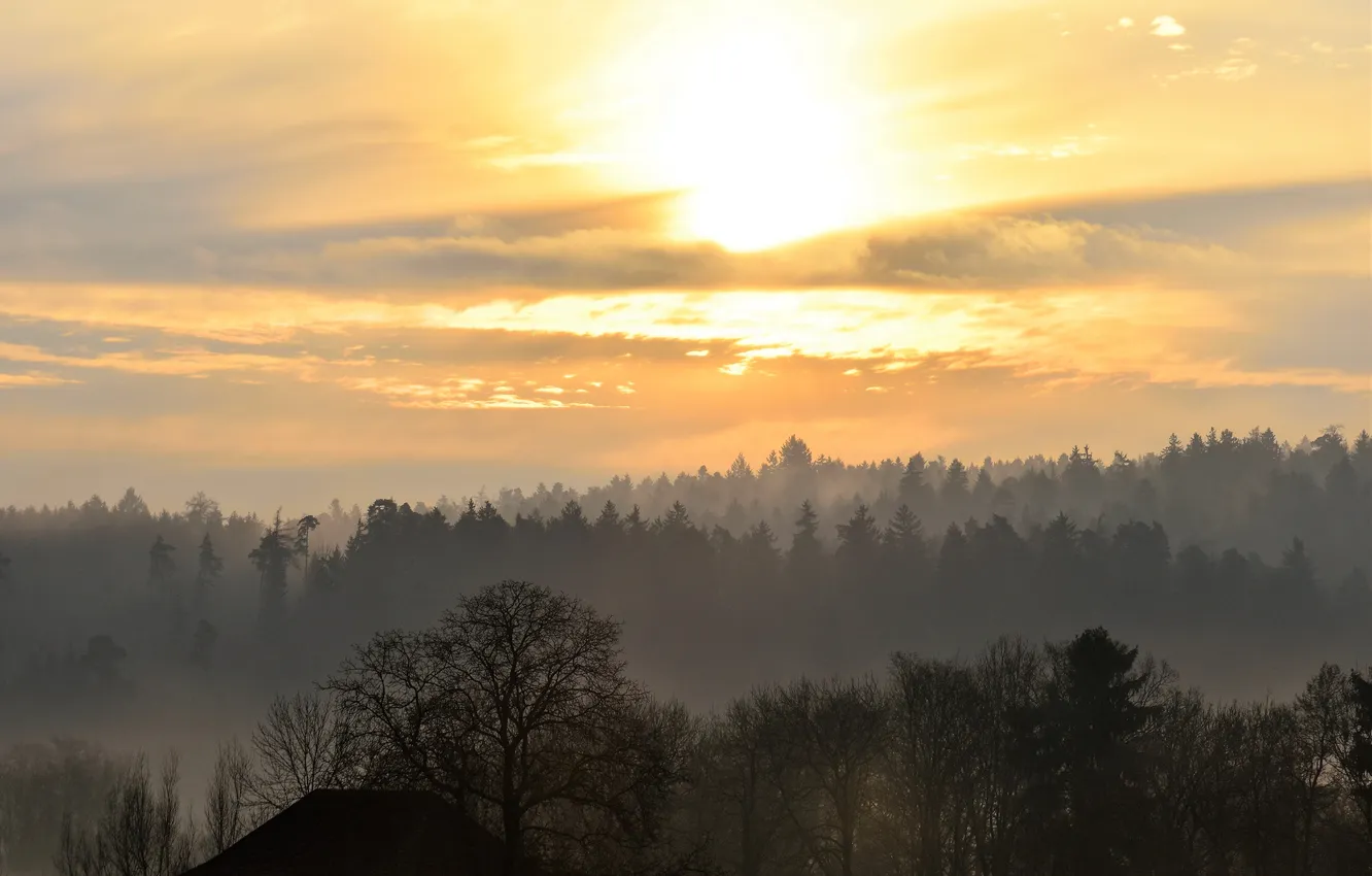 Photo wallpaper forest, the sky, clouds, trees, landscape, sunset, nature, fog