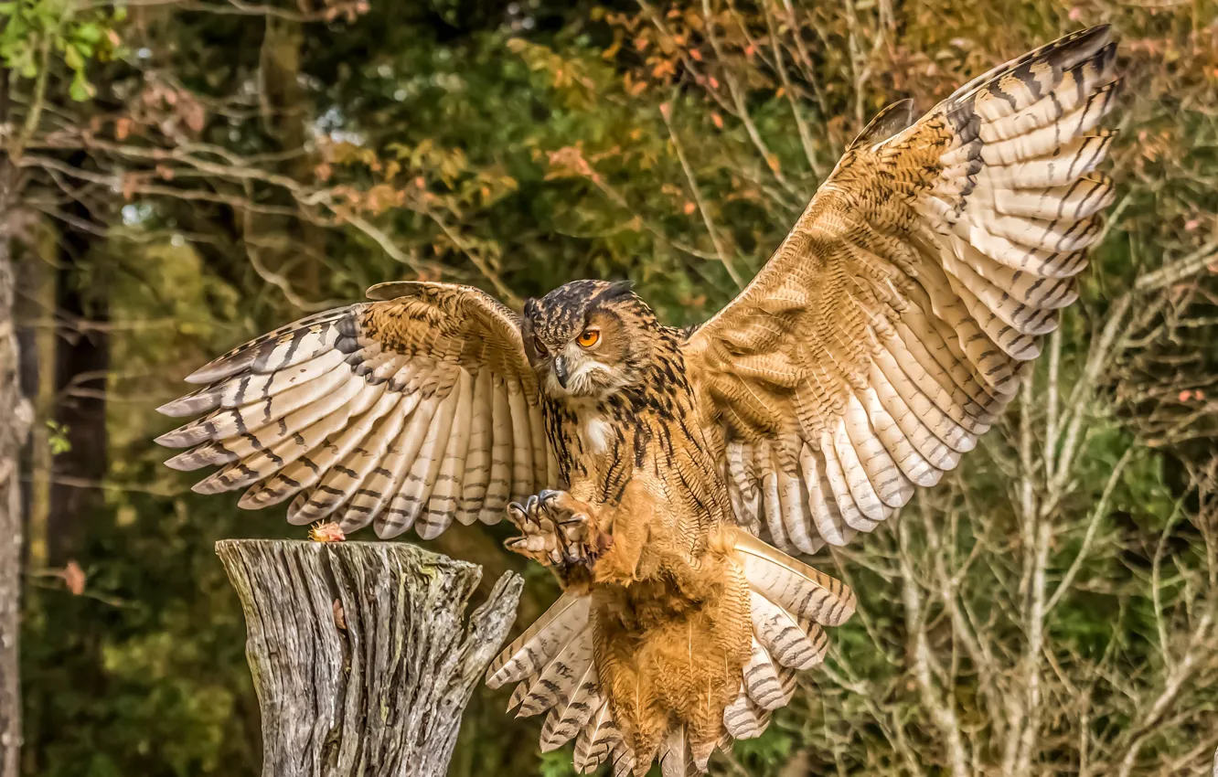 Photo wallpaper forest, branches, owl, bird, stump, wings, claws, stroke