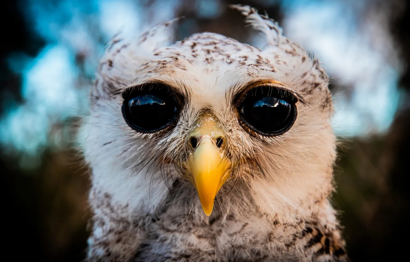 Photo wallpaper eyes, look, owl, bird, portrait, feathers, bokeh, owlet