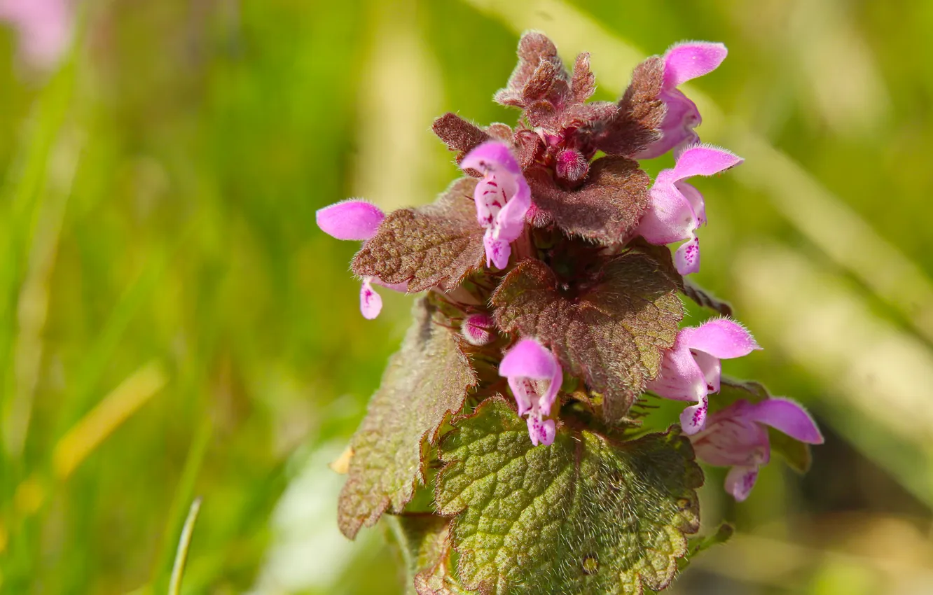 Photo wallpaper spring, plant, Purple deadnettle