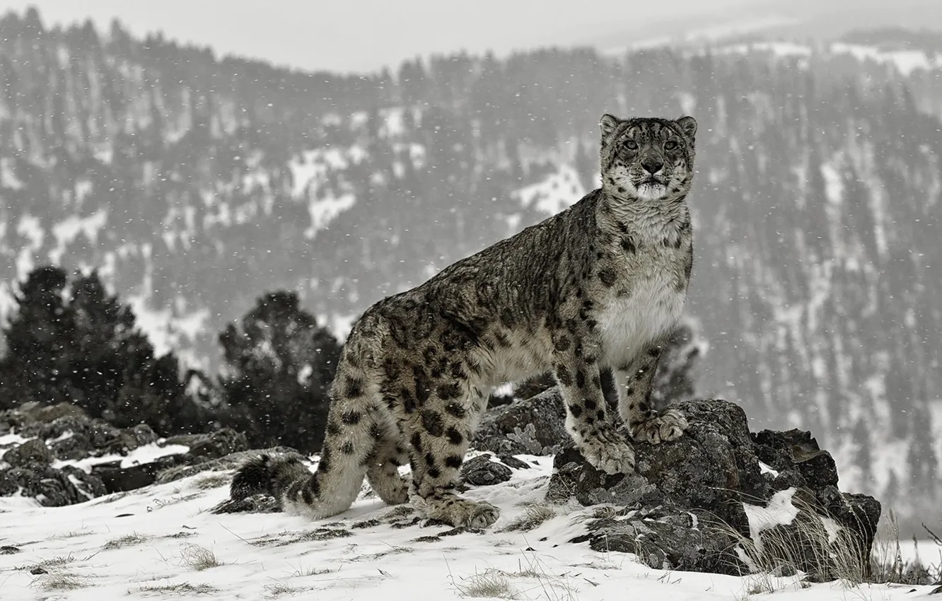 Photo wallpaper snow, stones, snow leopard.cat.stand