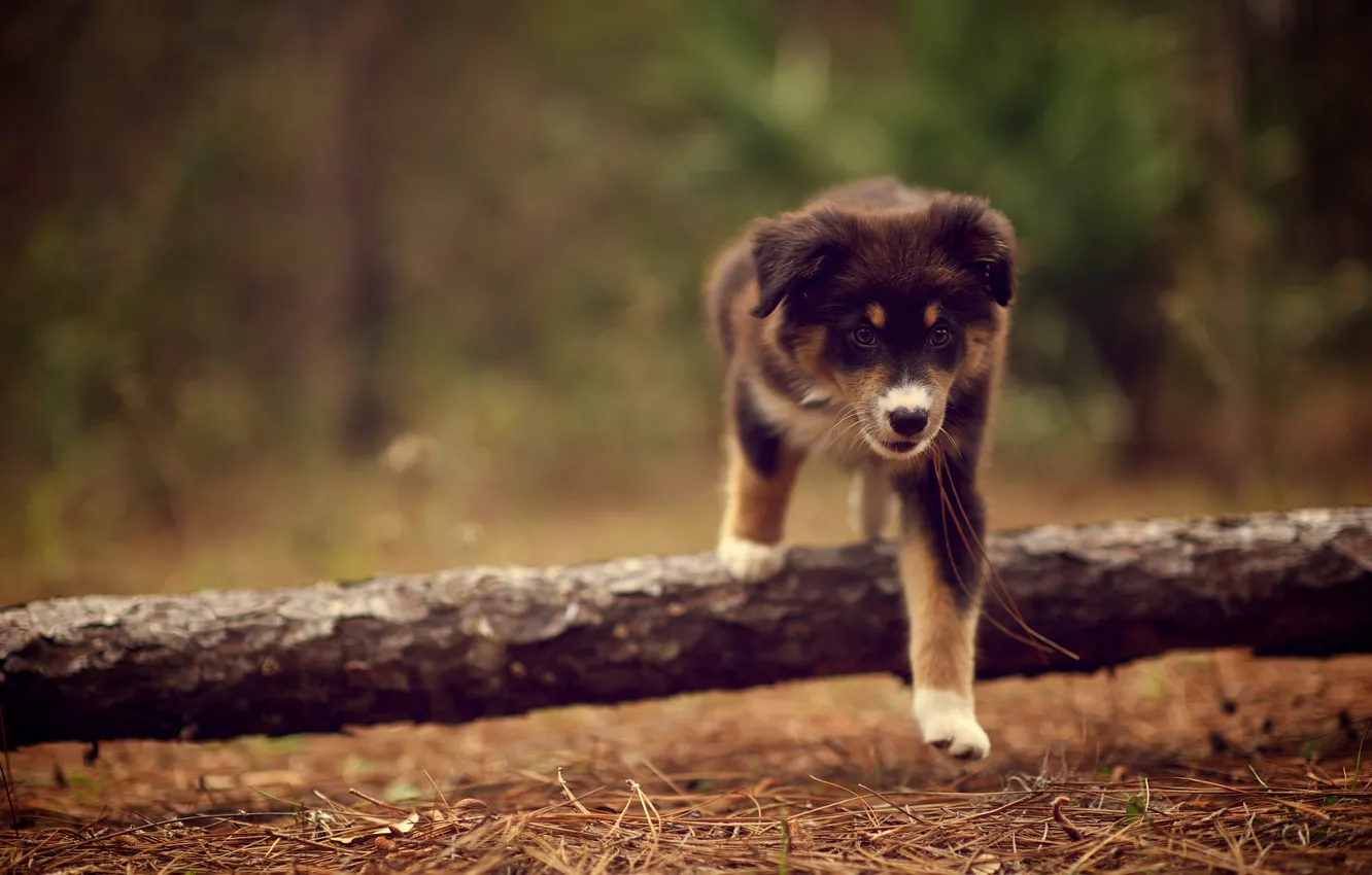 Photo wallpaper needles, nature, dog, dry, puppy, walk, stick, Ridley