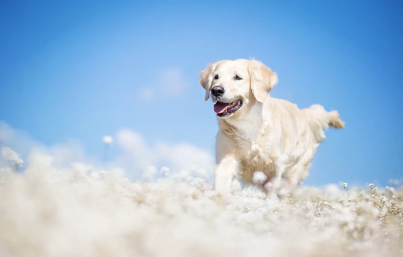 Photo wallpaper look, each, dog