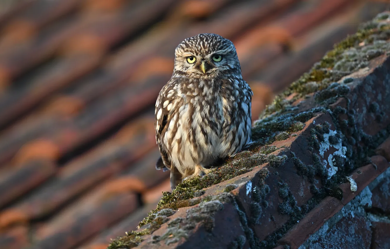 Photo wallpaper look, owl, bird, brick, owl