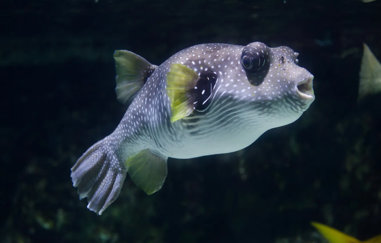 Photo wallpaper whitespotted puffer, spotted puffer, white-spotted puffer