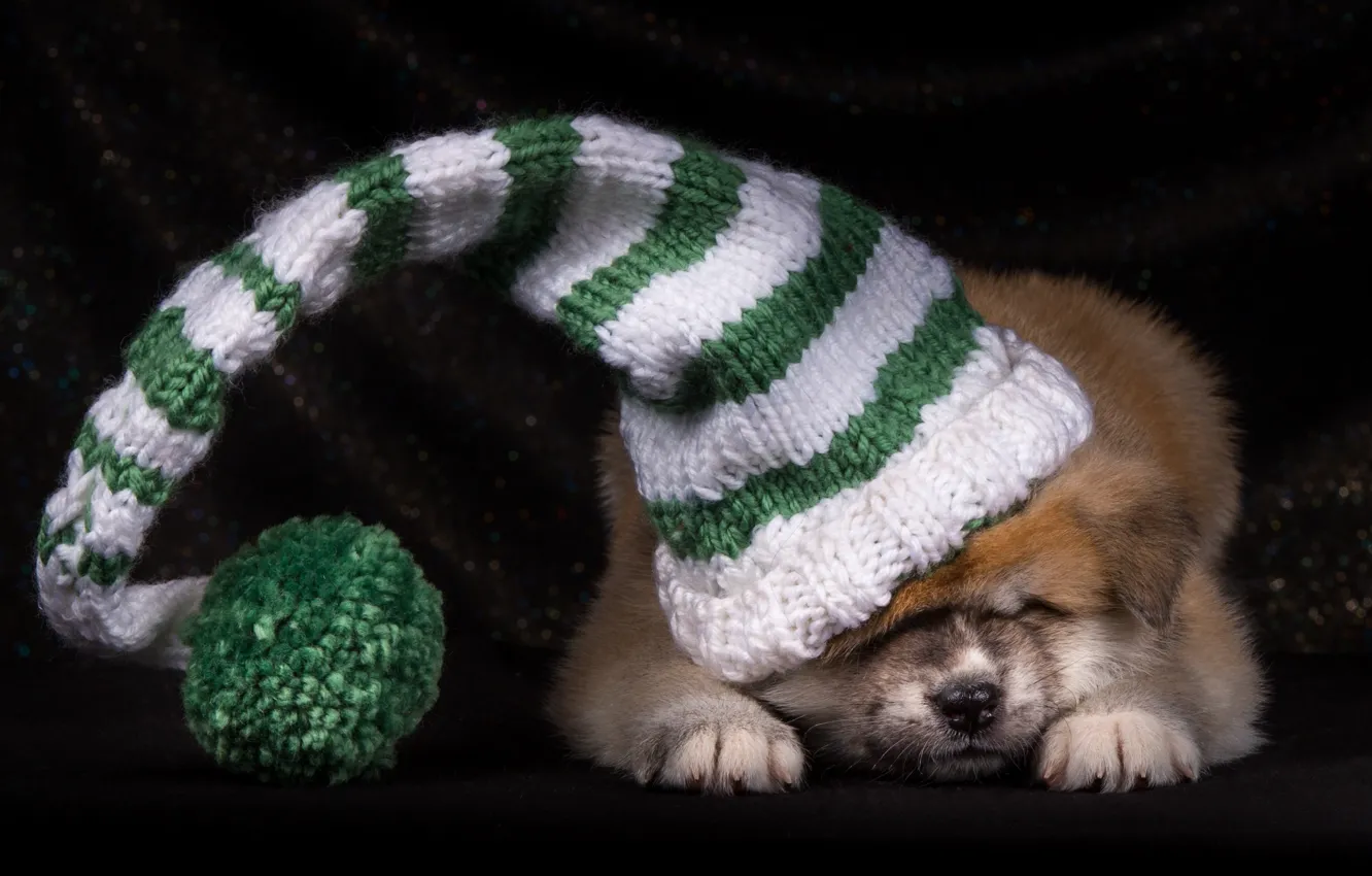Photo wallpaper hat, puppy, Japanese Akita