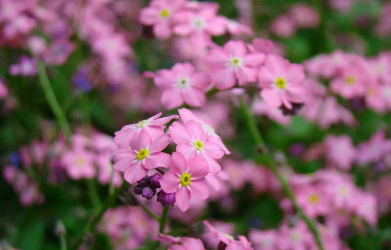 Photo wallpaper macro, flowers, plant, spring, petals, purple, pink, flowers