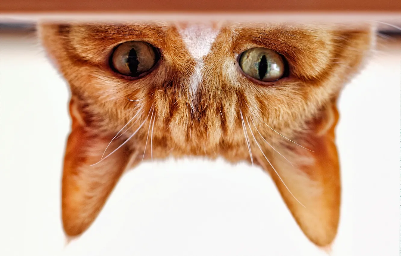 Photo wallpaper cat, eyes, cat, look, muzzle, ears, red cat