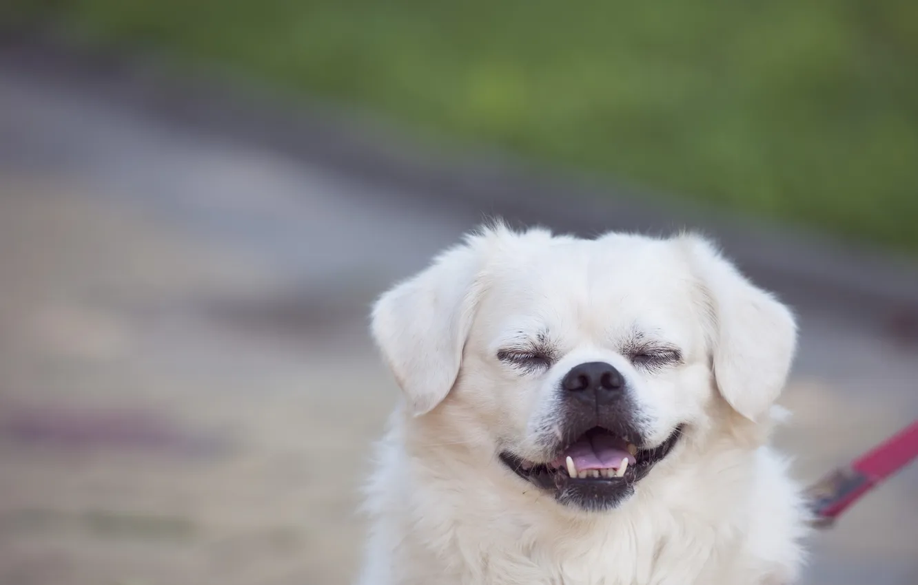 Photo wallpaper language, dog, teeth, fangs, smiling