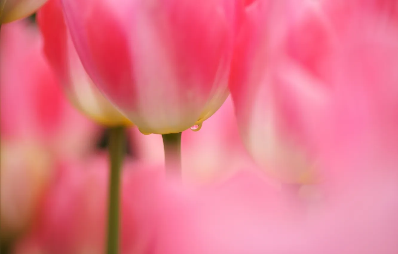 Photo wallpaper drops, macro, focus, tulips, pink, a lot