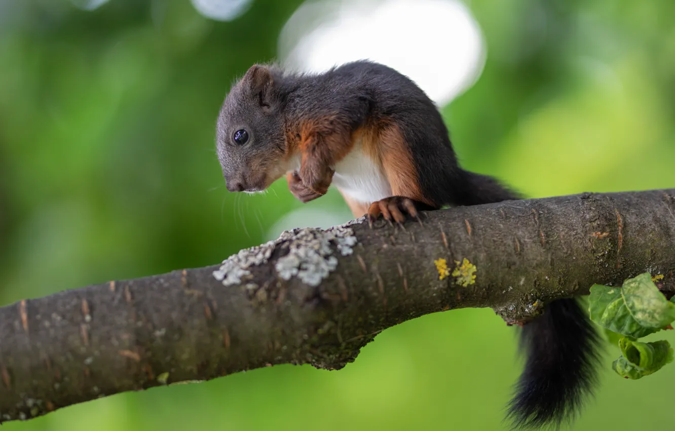 Photo wallpaper trees, squirrel, pose, baby, nature, rodent, protein