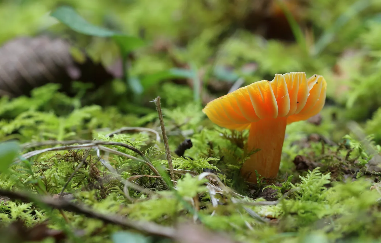 Photo wallpaper autumn, nature, glade, mushrooms, moss, Fox