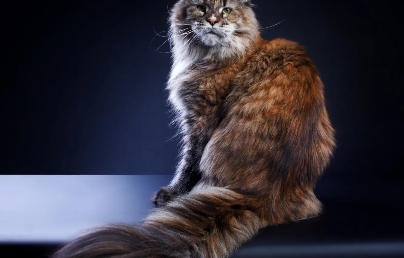 Photo wallpaper cat, background, fluffy, tail, Maine Coon, Inga Strizhachenko