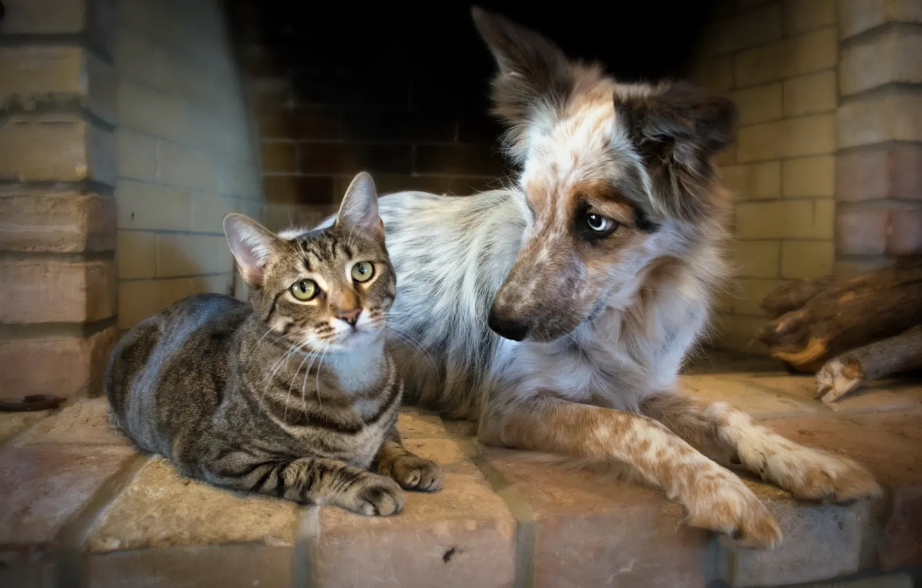 Photo wallpaper cat, dog, friendship