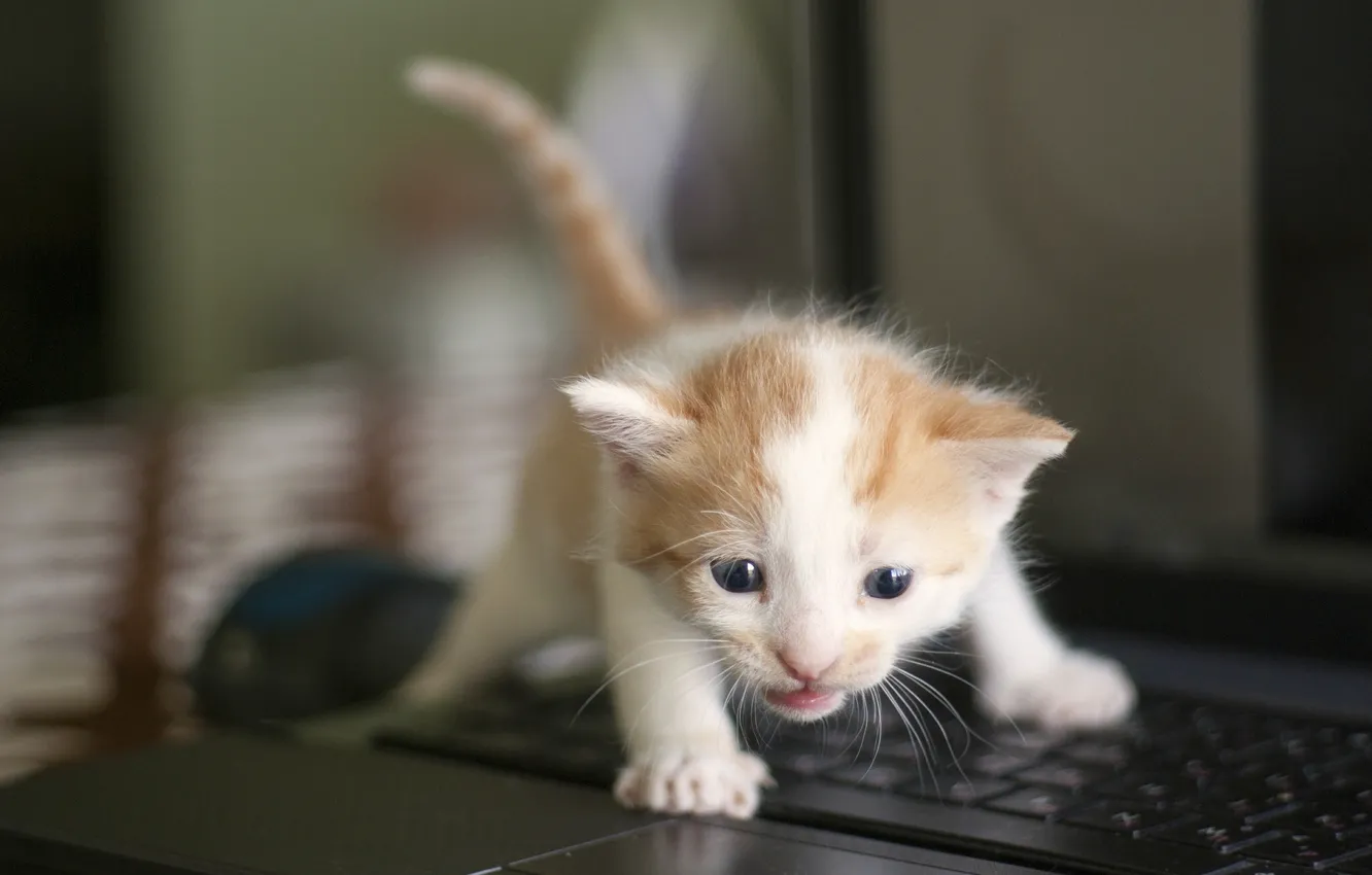 Photo wallpaper baby, keyboard, kitty