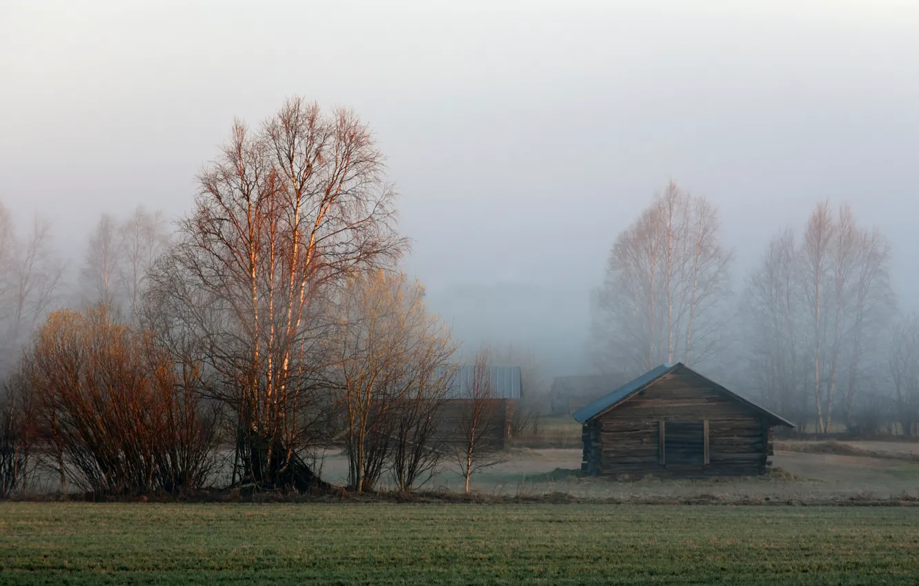 Photo wallpaper fog, morning, the barn, birch, Sweden, Lapland, Övertorneå