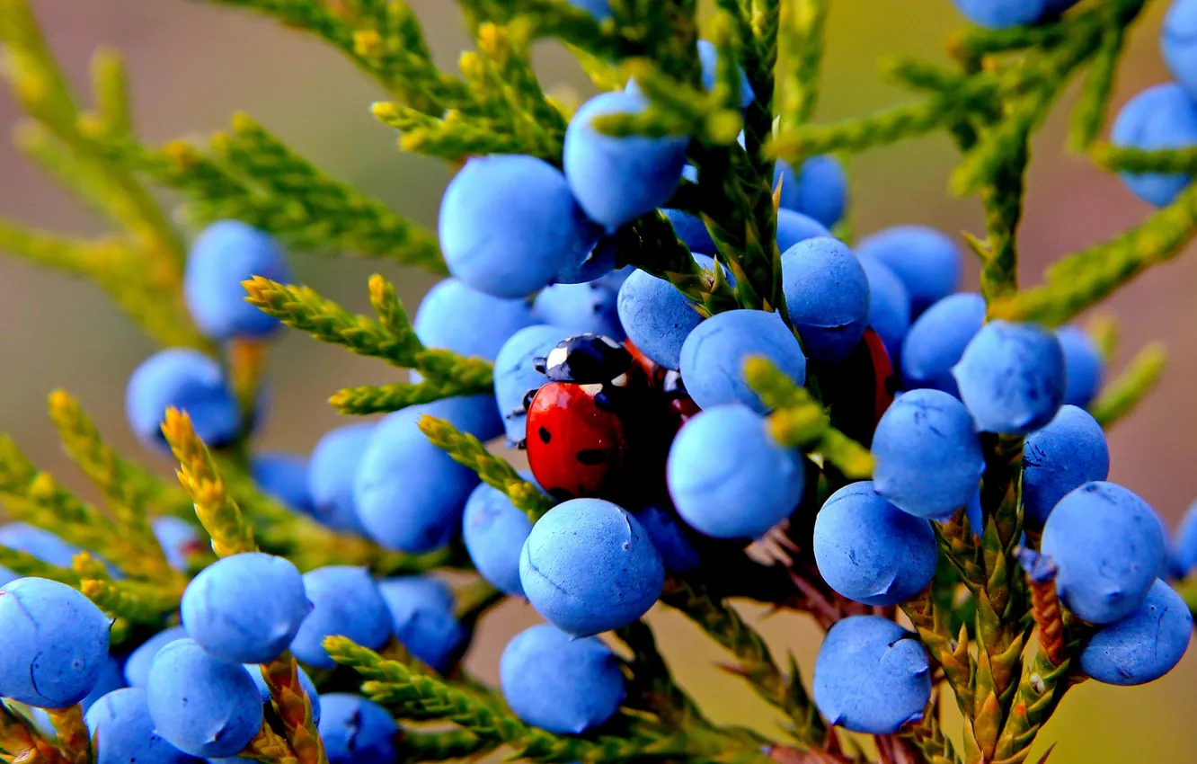 Photo wallpaper autumn, macro, nature, berries, plant, ladybug, fruit, insect