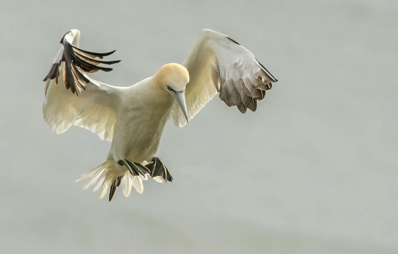 Photo wallpaper bird, wings, beak, the Northern Gannet