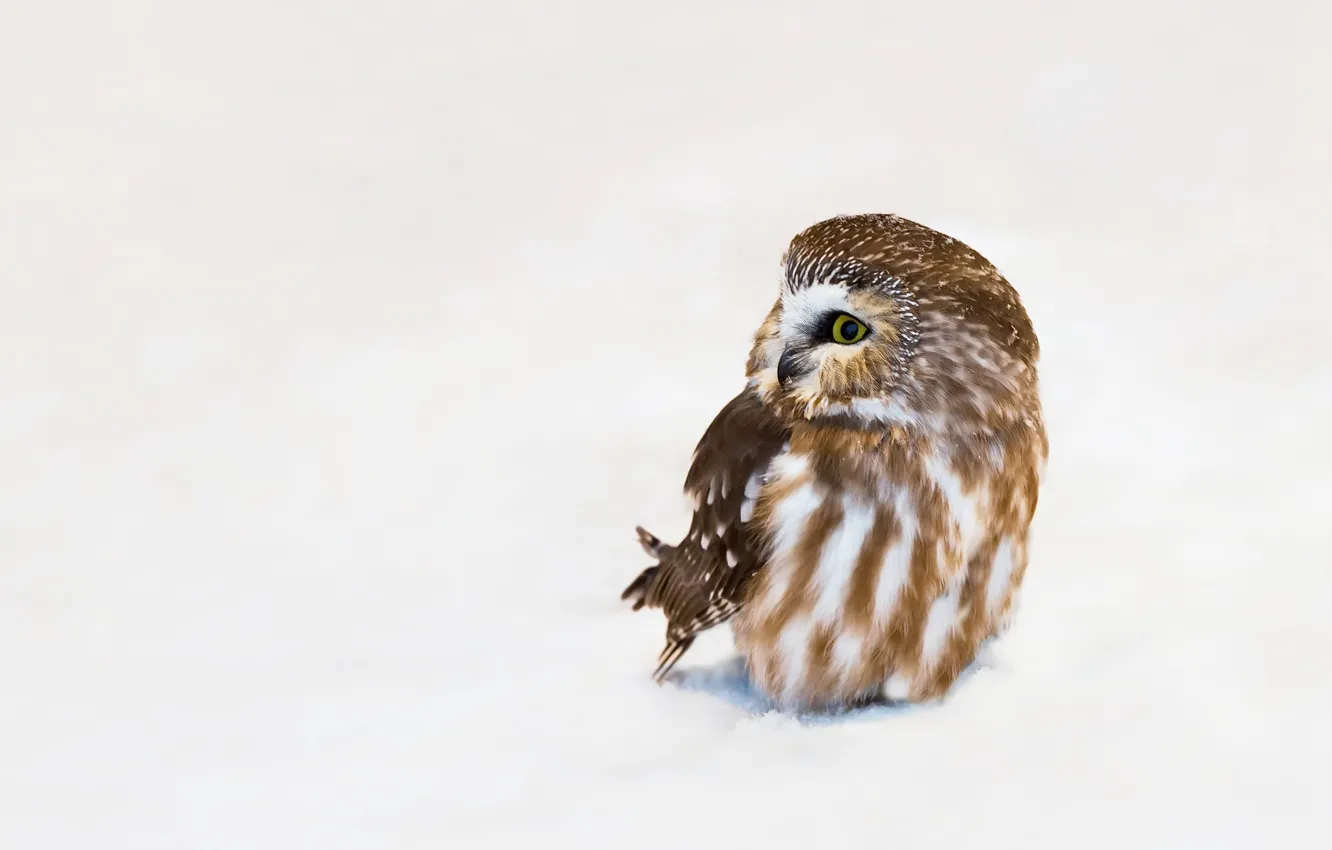 Photo wallpaper nature, owl, bird