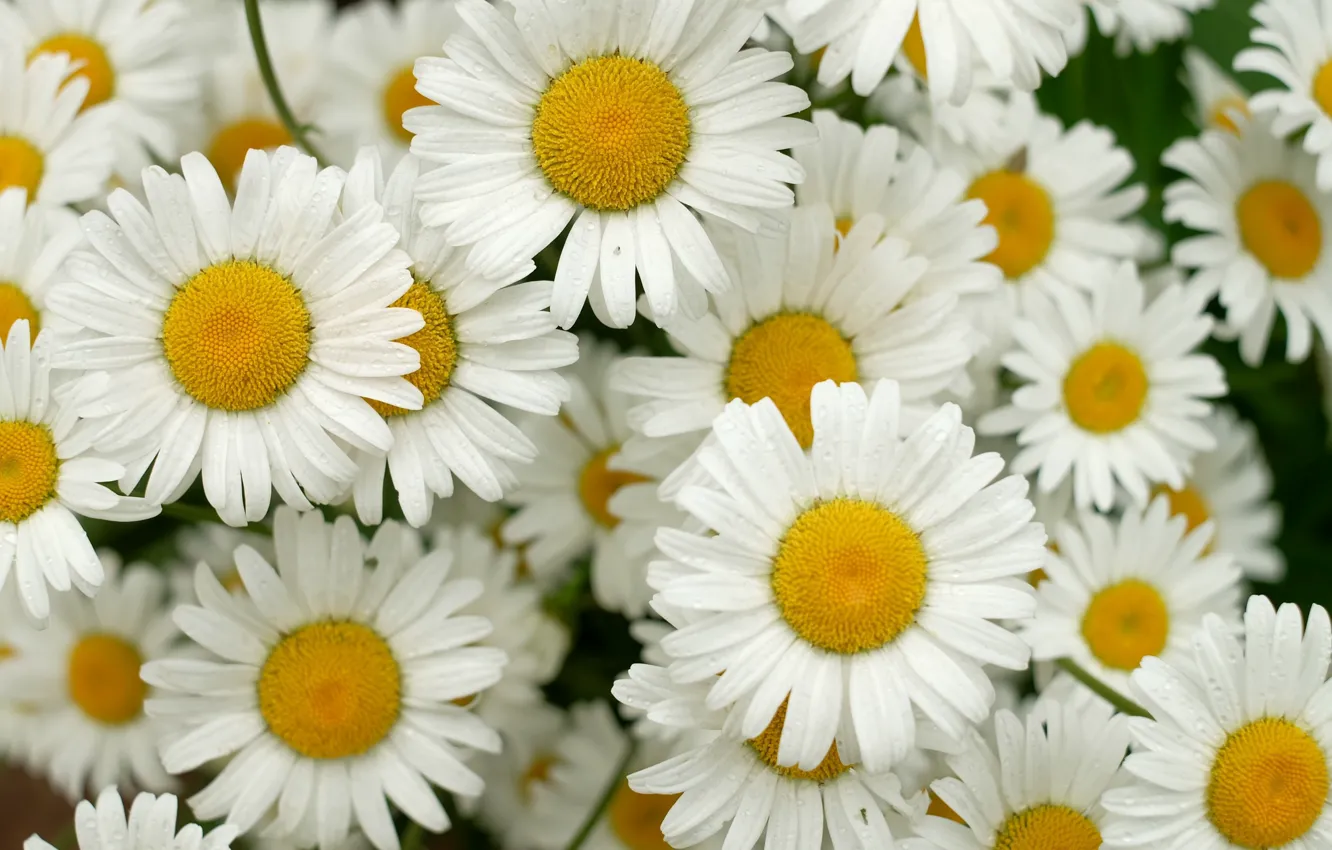 Wallpaper flowers, chamomile, bouquet images for desktop, section цветы