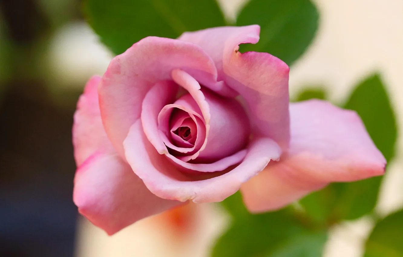 Photo wallpaper macro, roses, buds