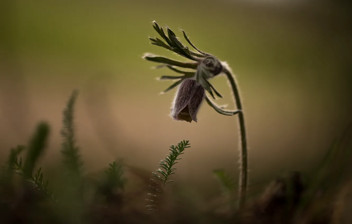 Photo wallpaper flowers, nature, background, sleep-grass, cross