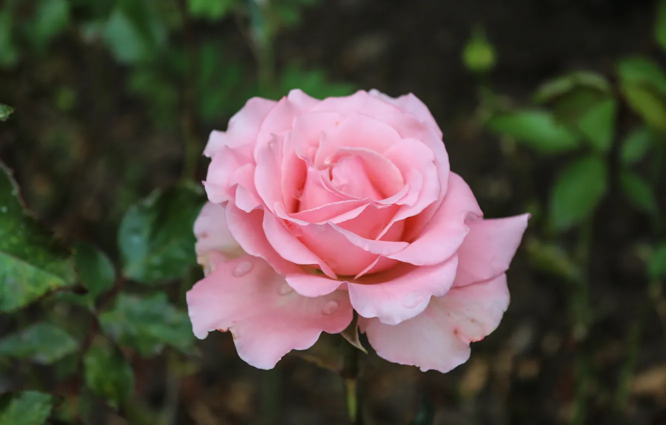 Photo wallpaper rose, pink flower, beautiful rose, rose flower, delicate flower