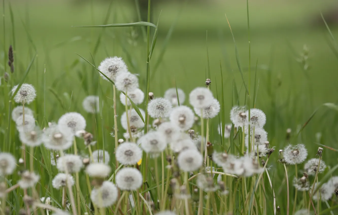 Photo wallpaper flowers, dandelion, fluff