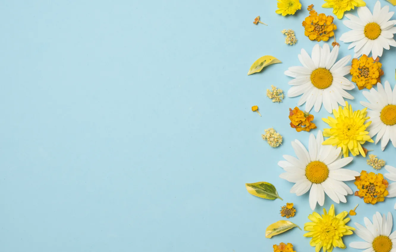 Photo wallpaper flowers, chamomile, white, chrysanthemum, yellow, flowers, background, blue background