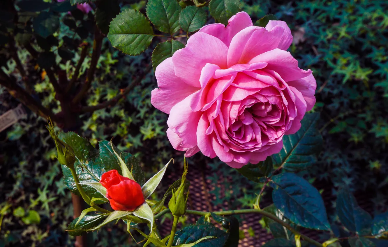 Photo wallpaper leaves, light, flowers, red, roses, petals, garden, pink