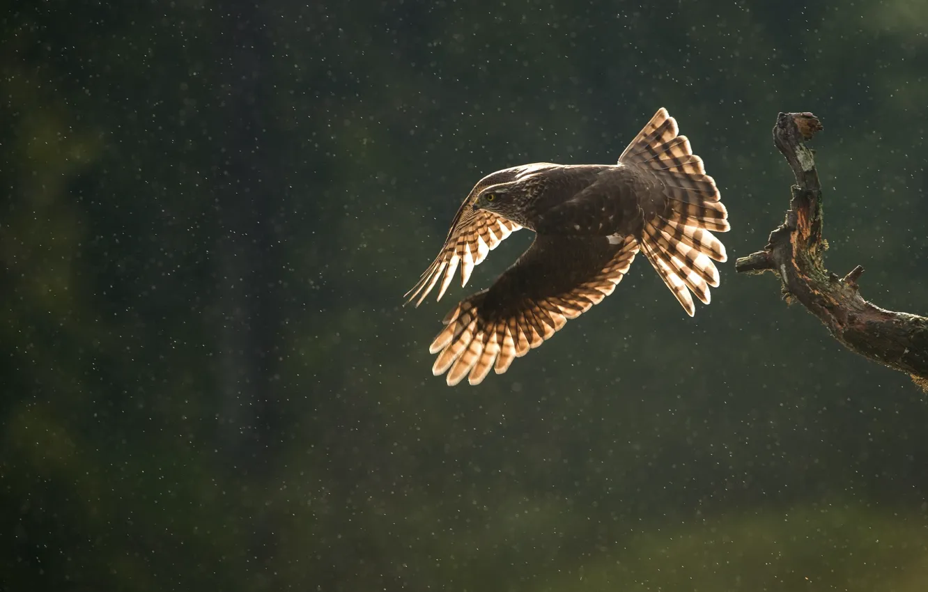 Photo wallpaper autumn, drops, flight, branches, rain, bird, predator, Sparrowhawk
