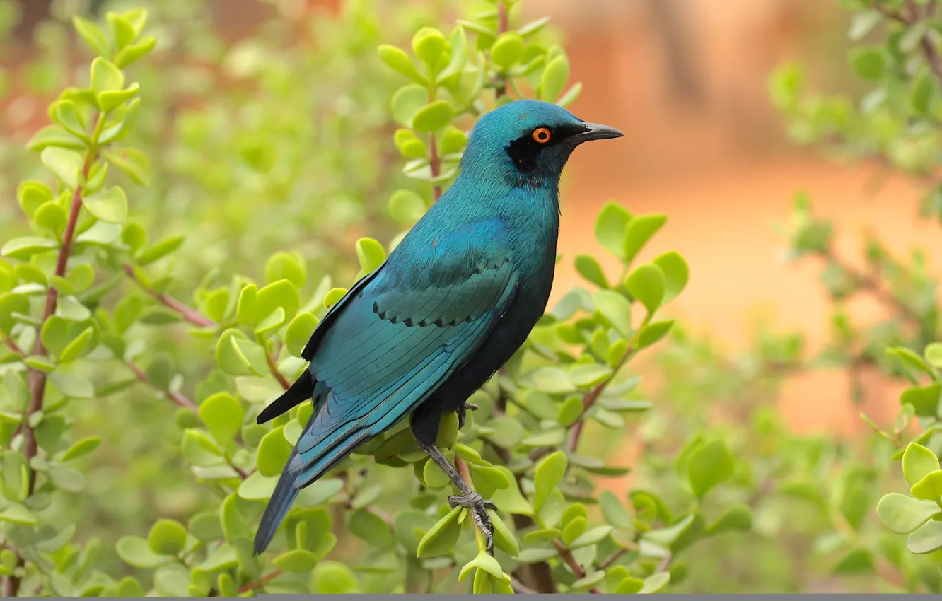 Photo wallpaper leaves, branches, bird