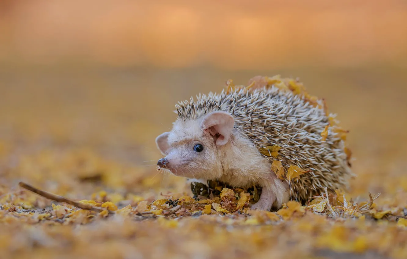 Photo wallpaper autumn, white, look, leaves, nature, background, muzzle, hedgehog