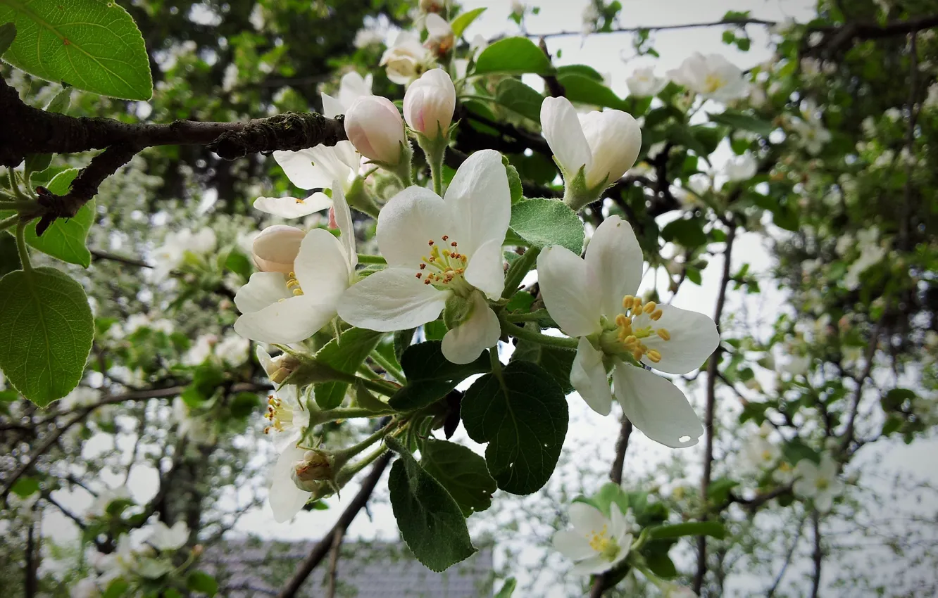 Photo wallpaper blooming Apple tree, Apple blossoms, Apple blossoms
