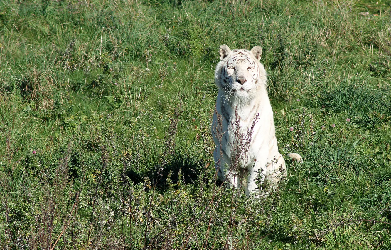 Photo wallpaper cat, grass, the sun, white tiger