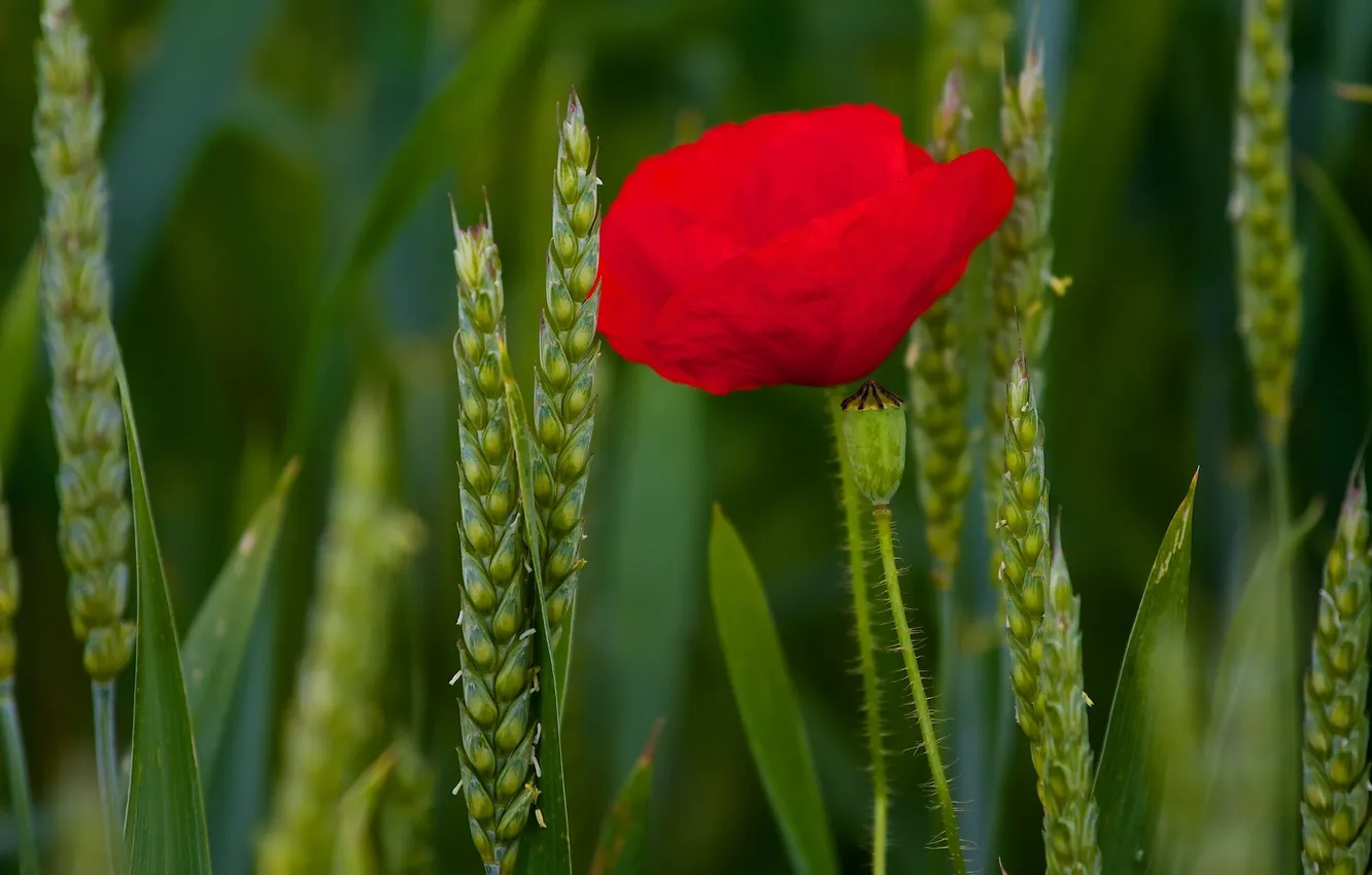 Photo wallpaper macro, Mac, ears