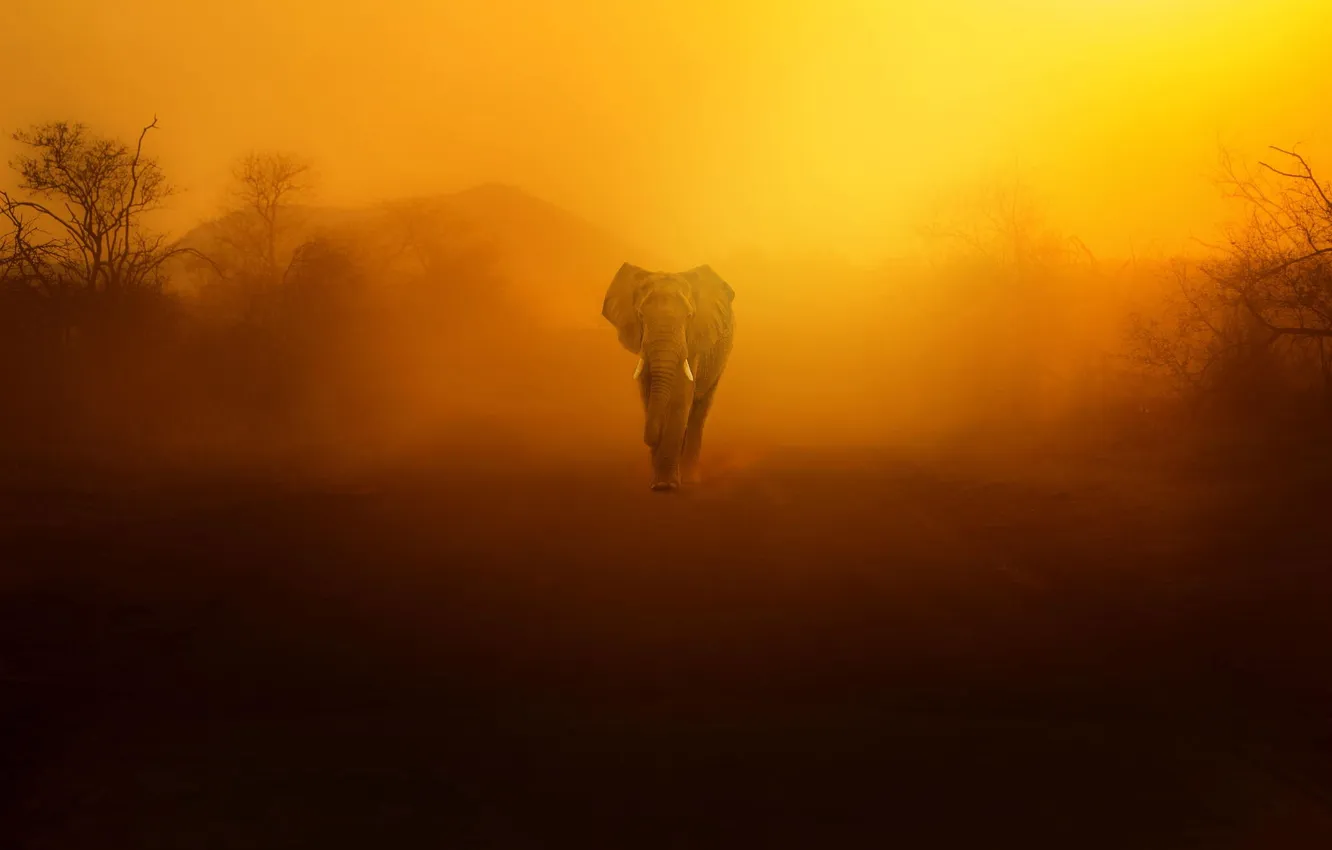 Photo wallpaper the sky, sunset, nature, elephant, dust