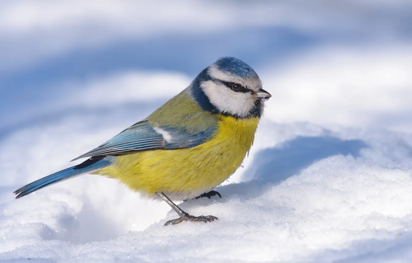 Photo wallpaper colorful, beautiful, eating, frost, Sight, Feeder, eurasian, Tit