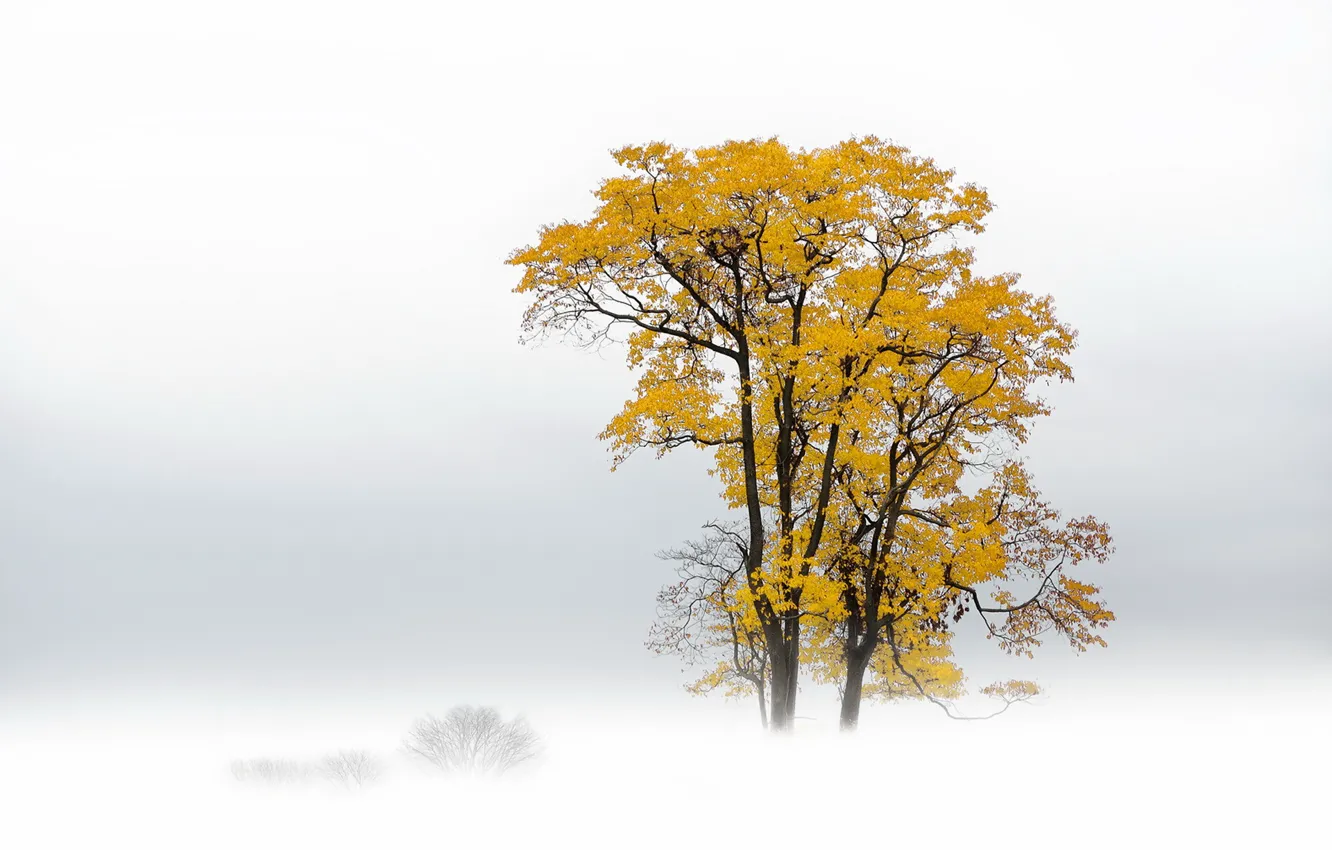 Photo wallpaper field, trees, fog