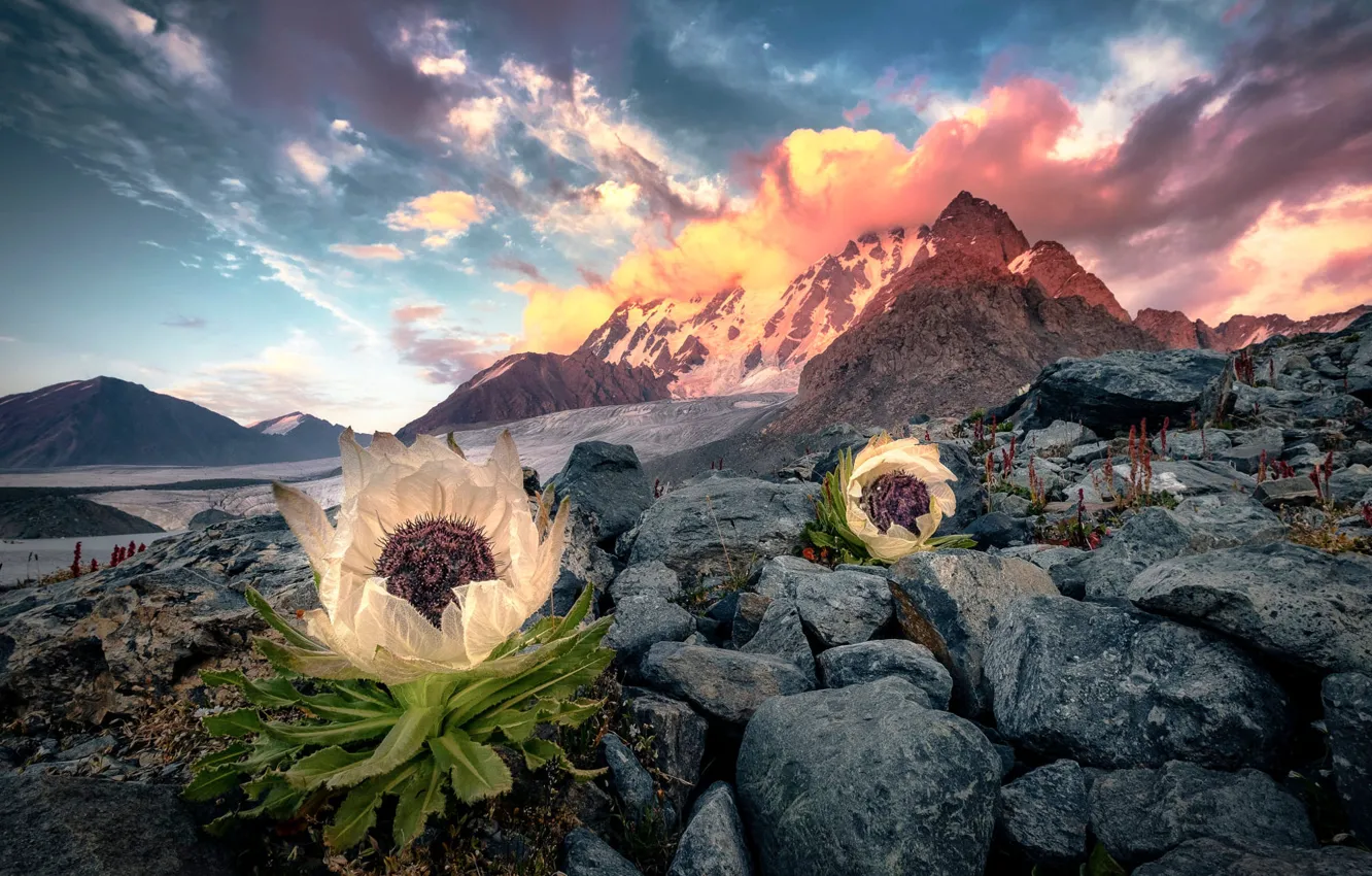 Photo wallpaper the sky, clouds, flowers, mountains, stones, rocks