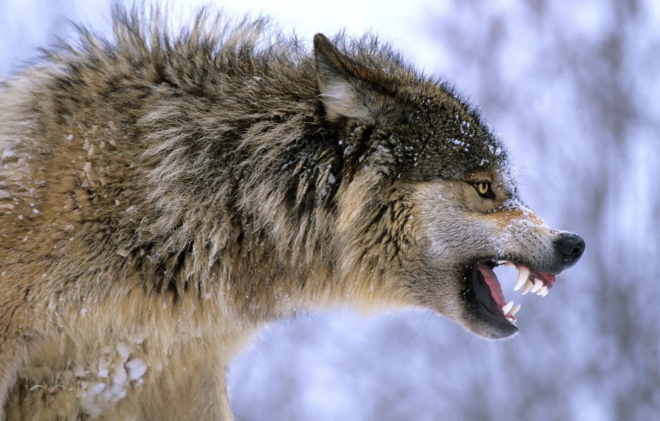 Photo wallpaper Predator, nature, Gray Wolf, animal, wolf, canis lupus, wildlife, portrait.