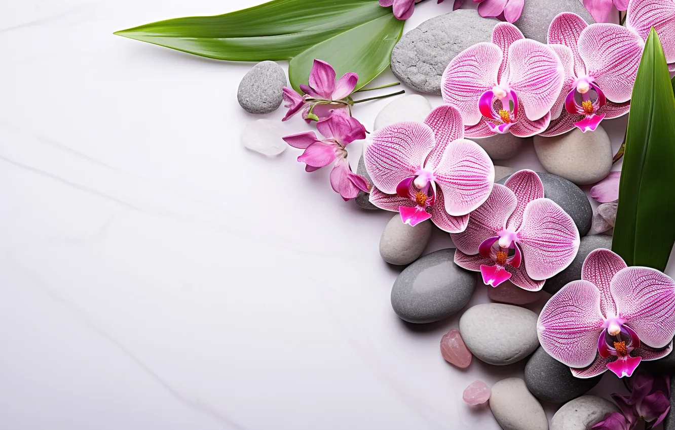 Photo wallpaper flowers, pebbles, stones, pink, Orchid, AI art, neural network