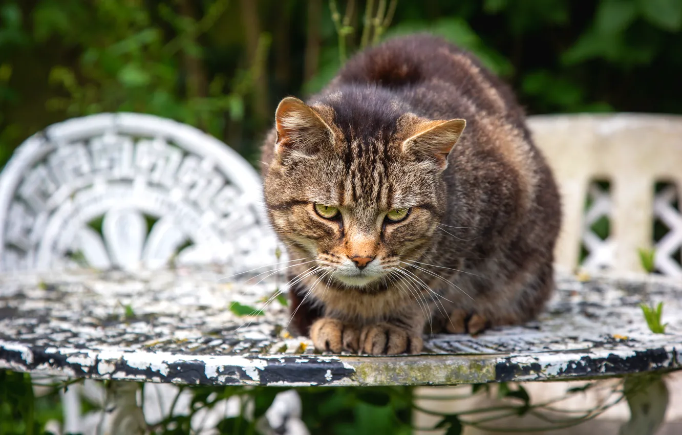 Photo wallpaper cat, summer, cat, look, face, nature, pose, table