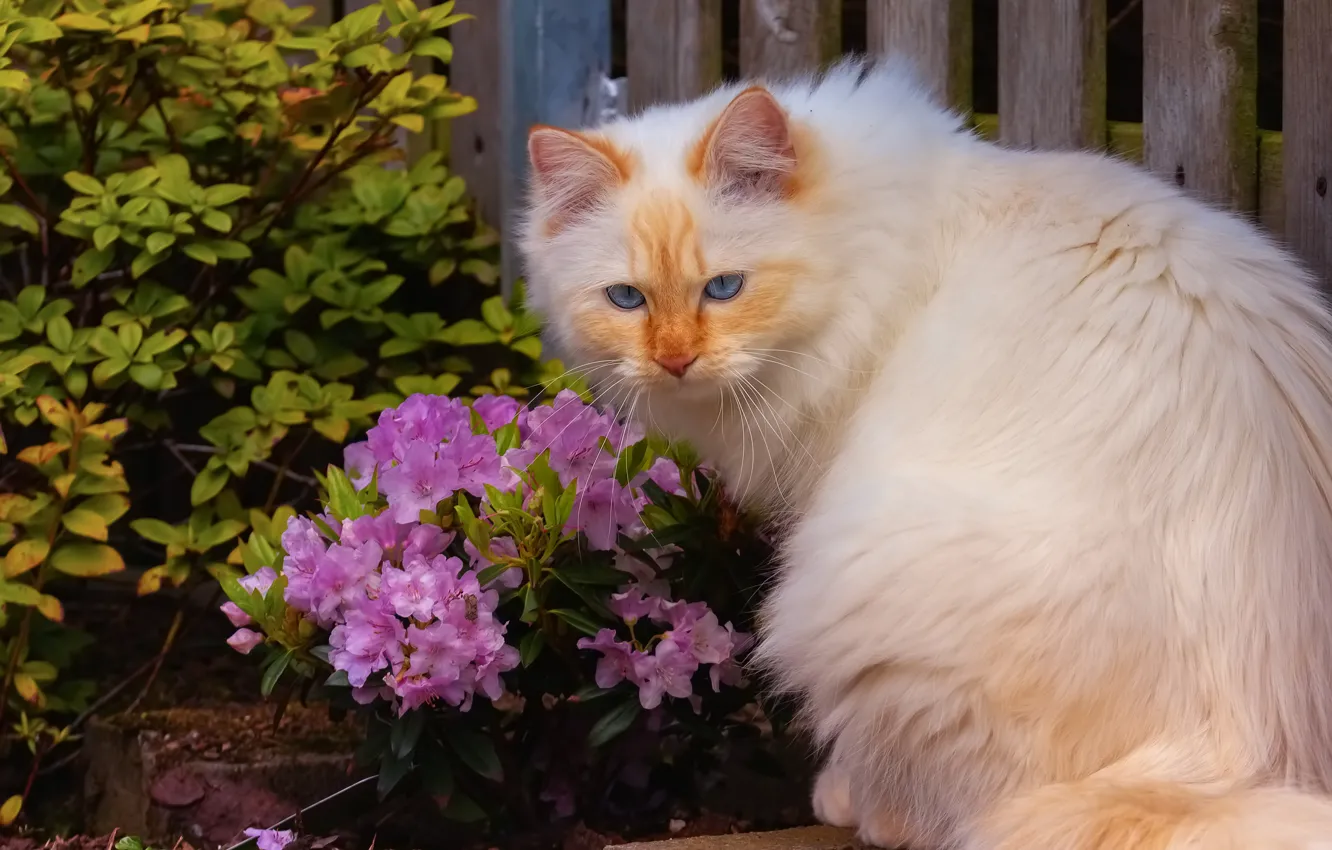 Photo wallpaper cat, white, cat, look, face, leaves, flowers, branches