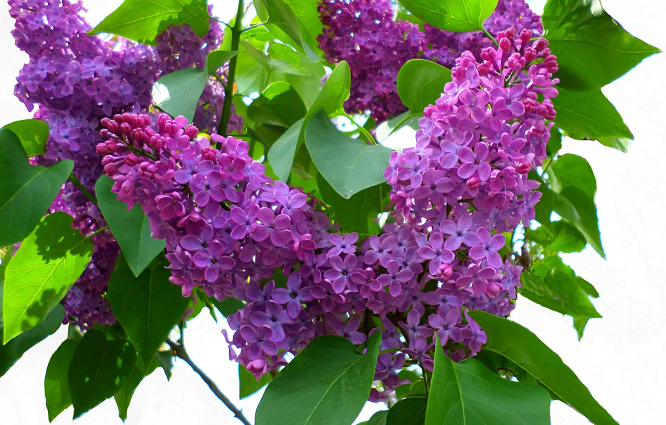 Photo wallpaper may, lilac, Affectionate