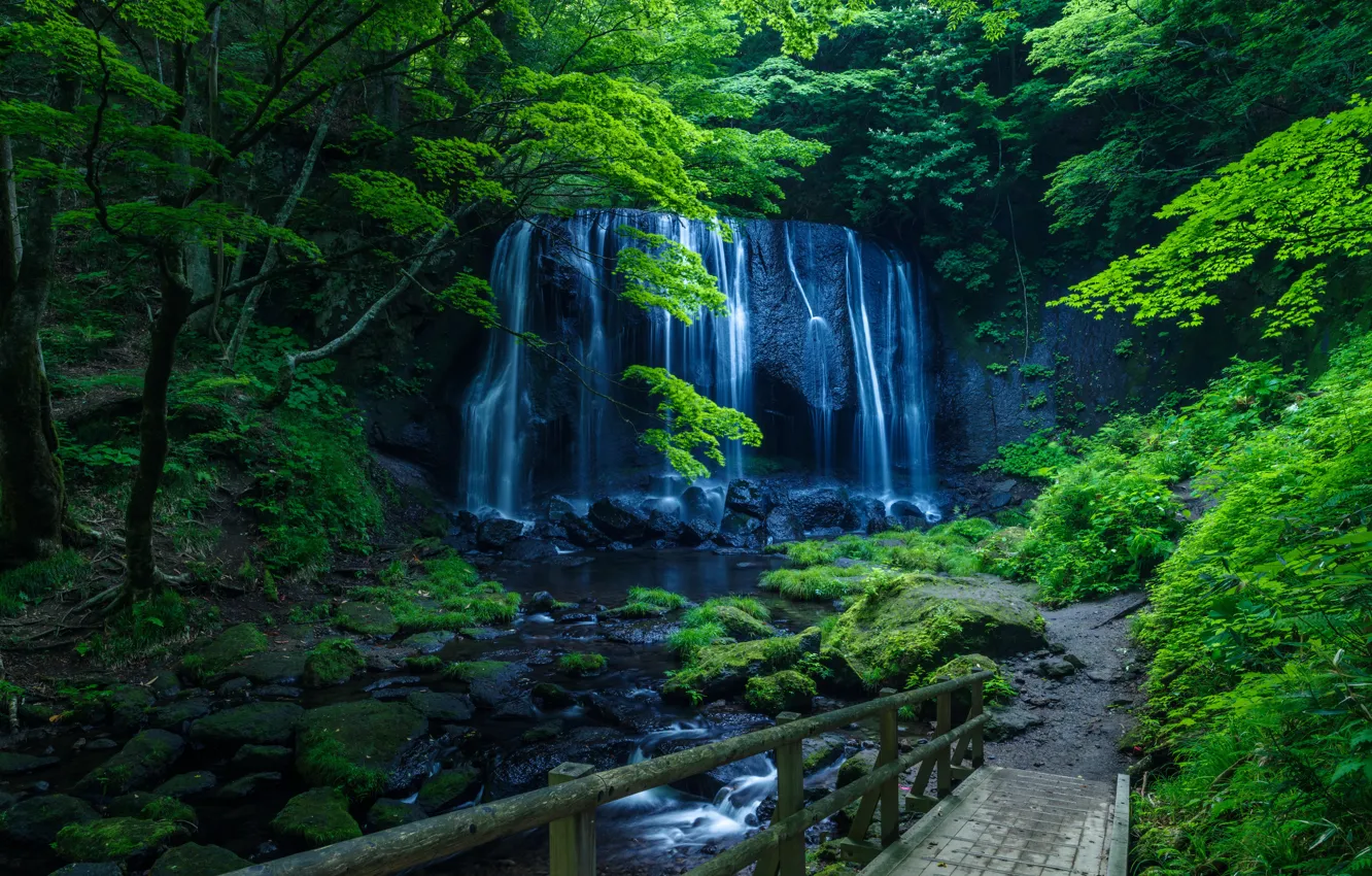 Photo wallpaper greens, forest, trees, stream, stones, rocks, waterfall, moss
