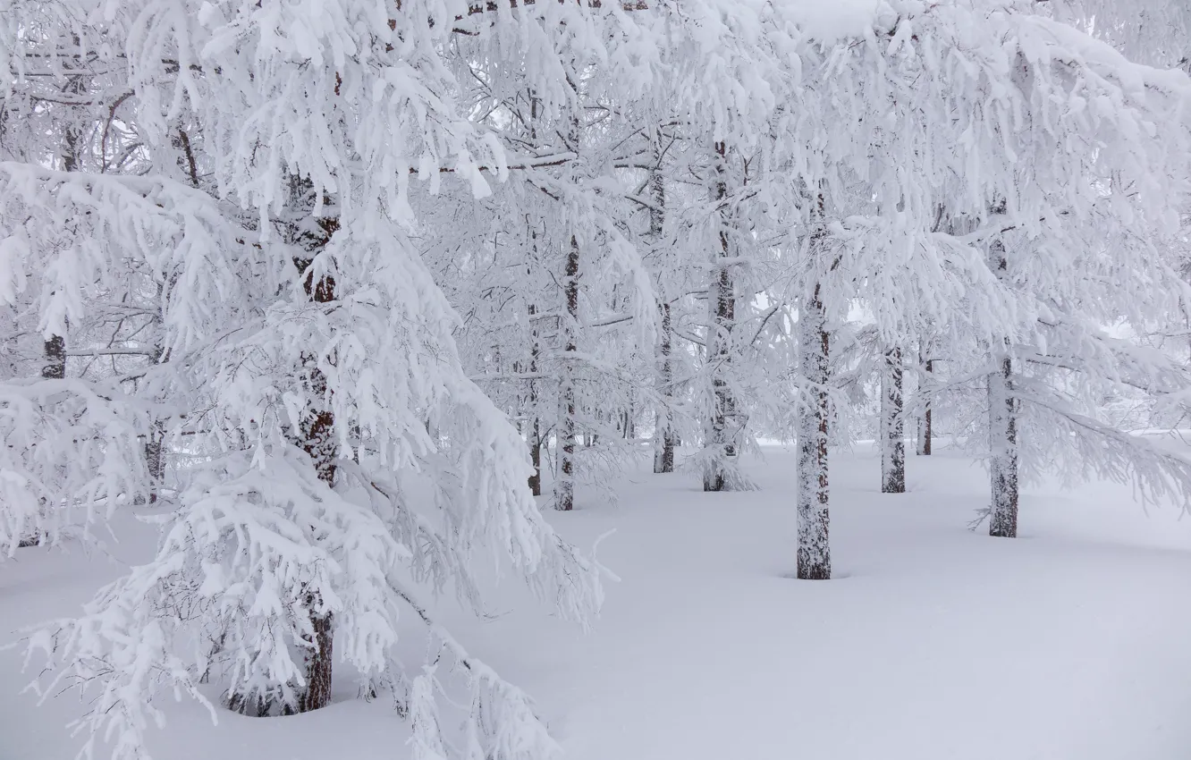 Photo wallpaper winter, forest, snow, trees